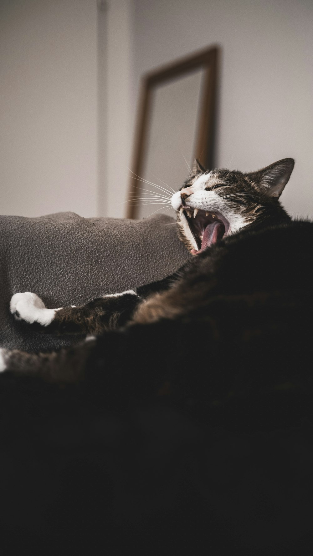 a cat yawns while laying on a couch