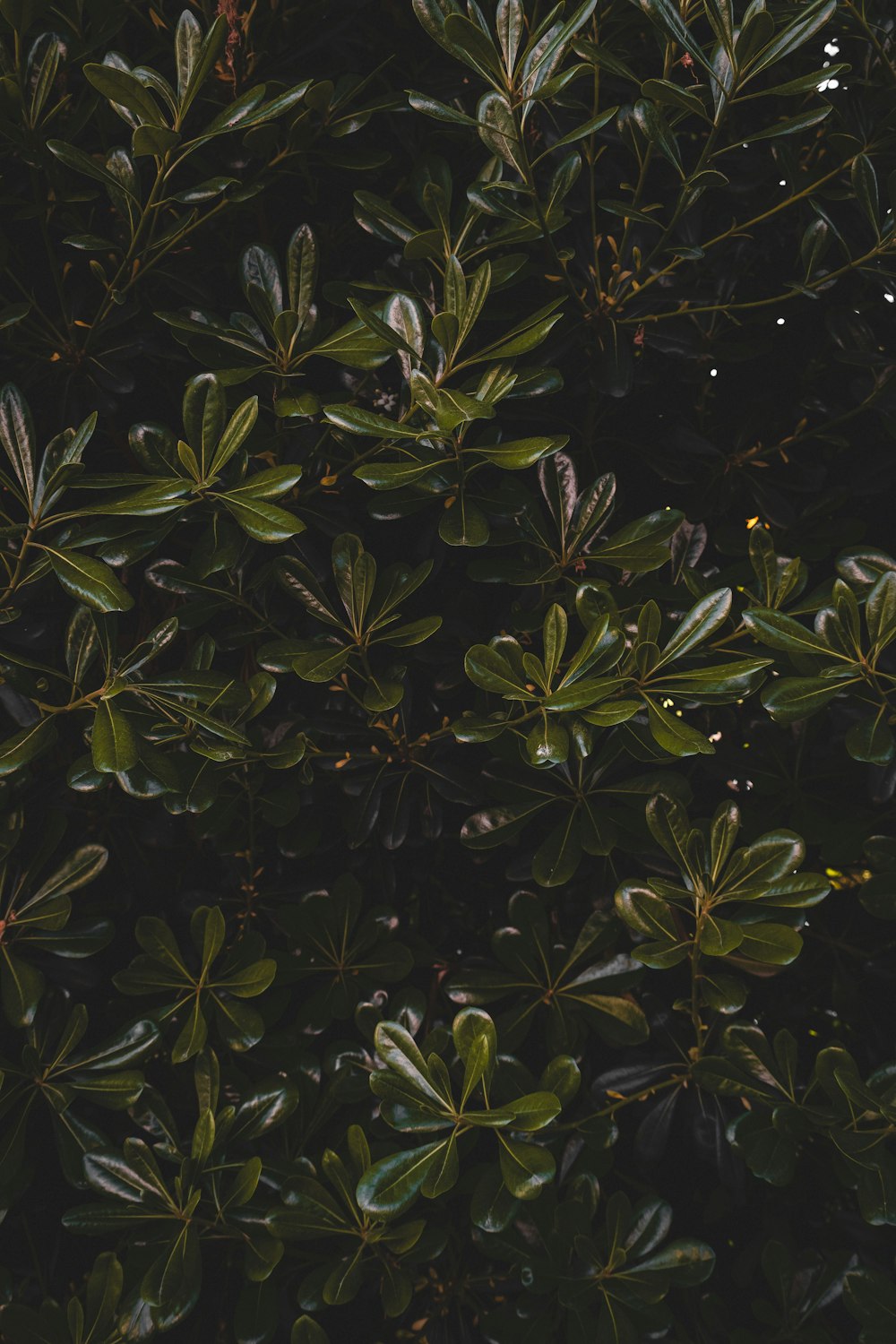 a close up of a tree with leaves