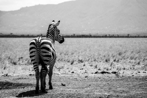 a zebra standing in the middle of a field