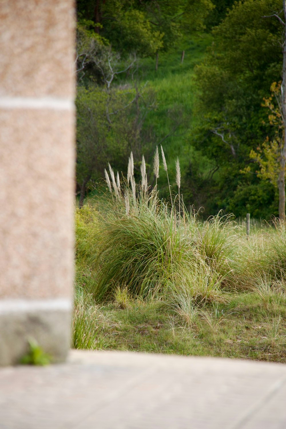 a view of a grassy area through a window