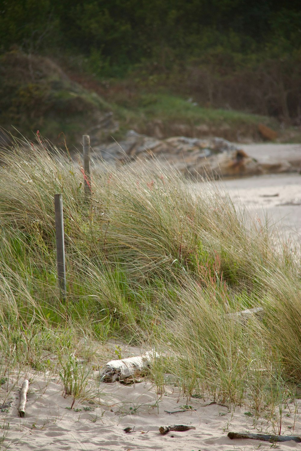 a bear that is standing in the sand