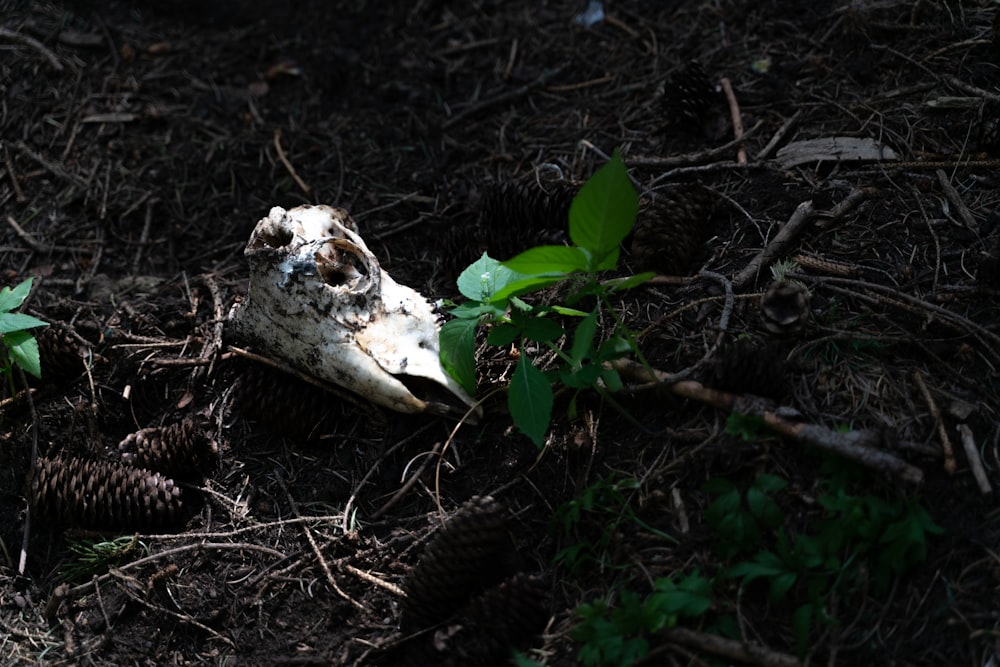 an animal skull is laying on the ground