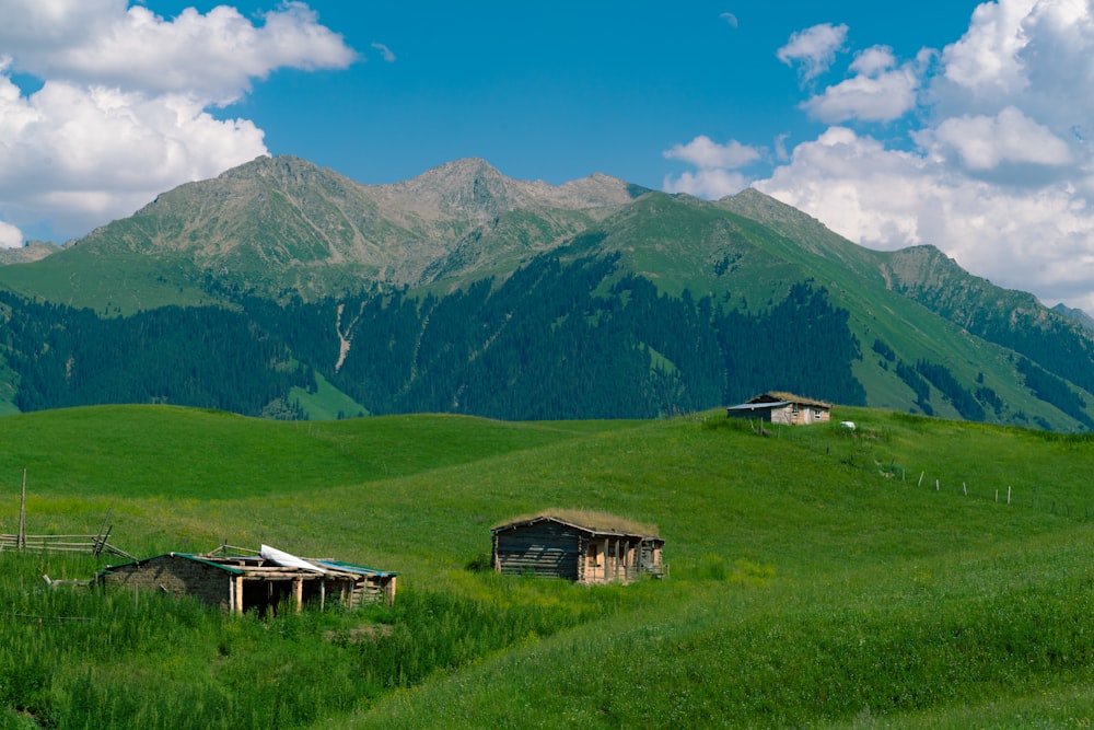 a grassy field with a mountain in the background