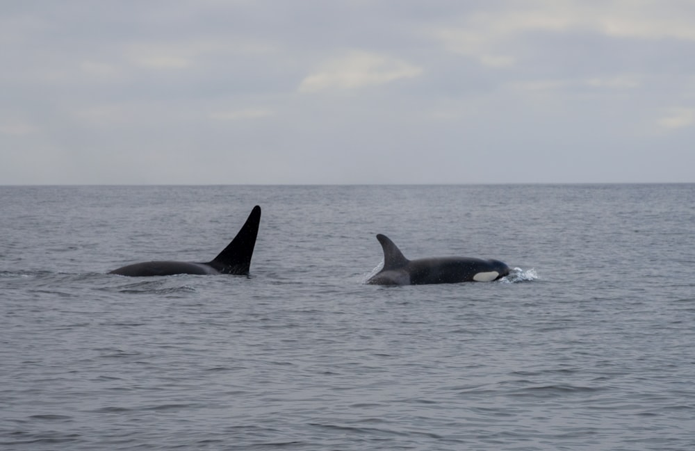 a couple of orca's swimming in the ocean