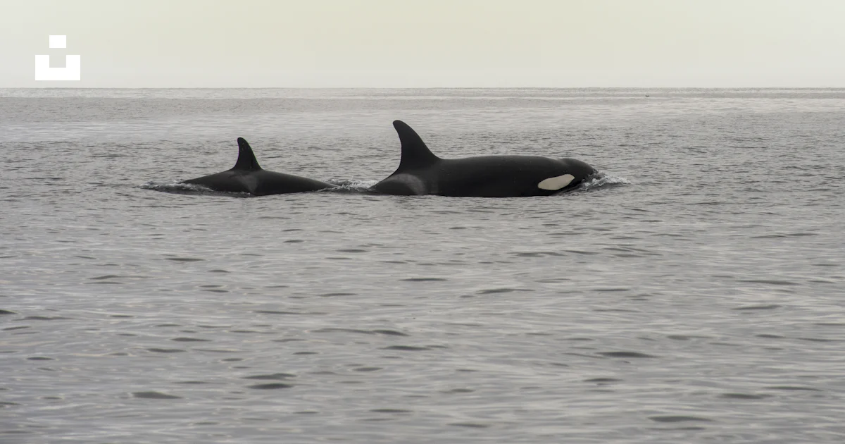 A couple of orca's swimming in the ocean photo – Free Black Image on ...