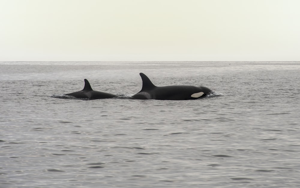 a couple of orca's swimming in the ocean