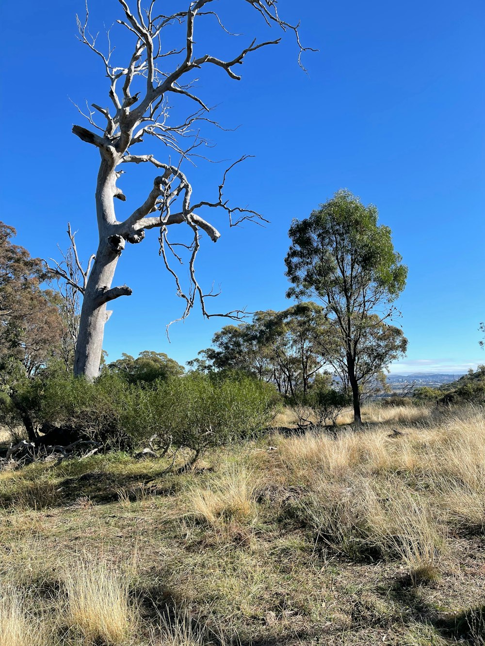 a dead tree in the middle of a field