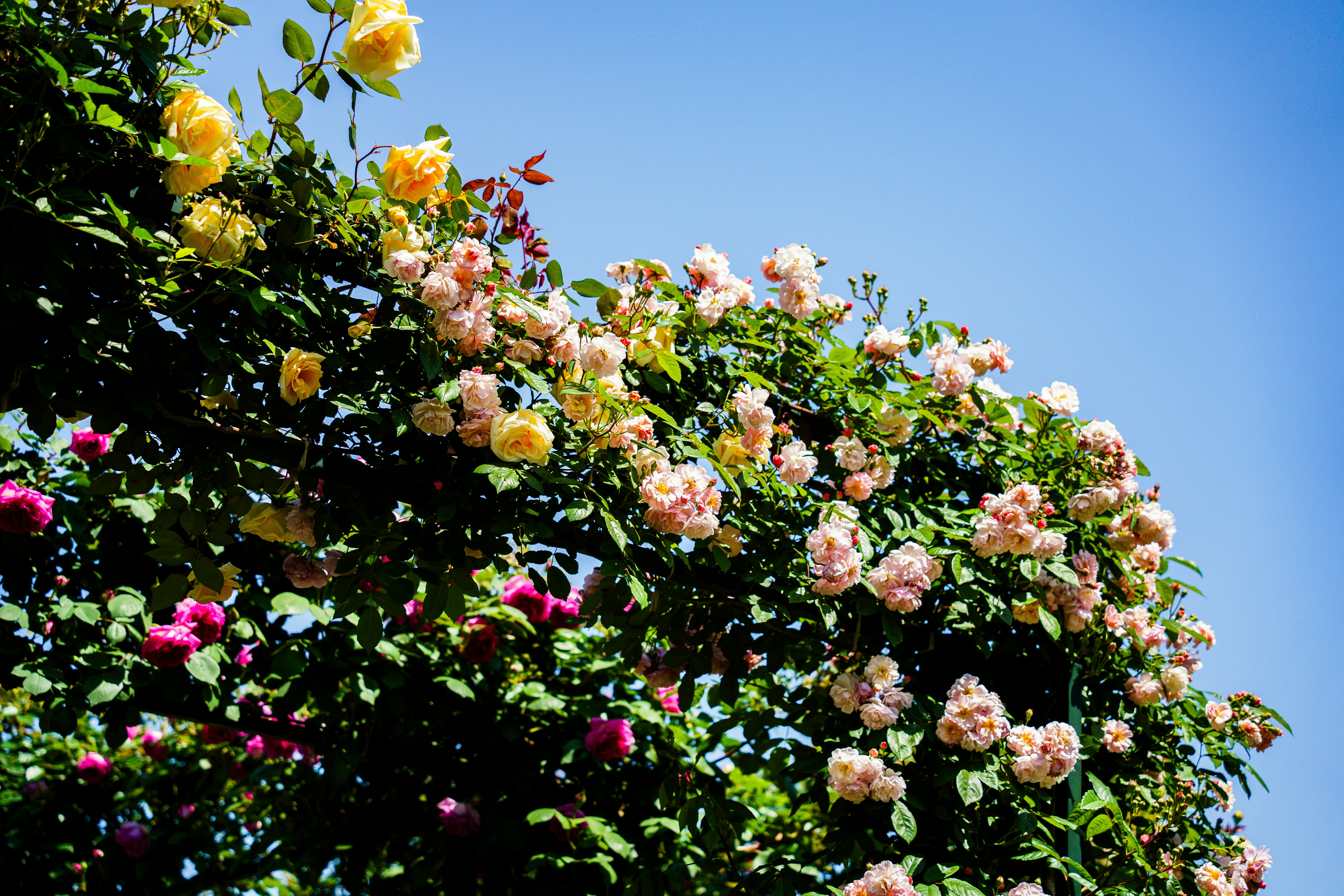 Photo by kent_shimazaki