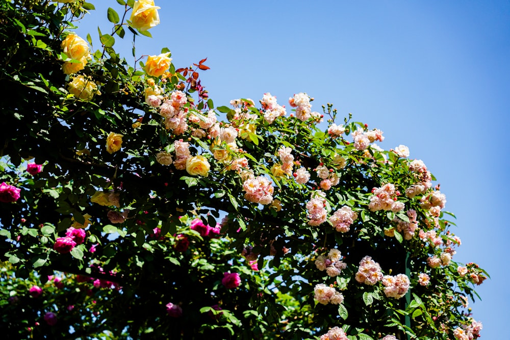 a tree filled with lots of pink and yellow flowers