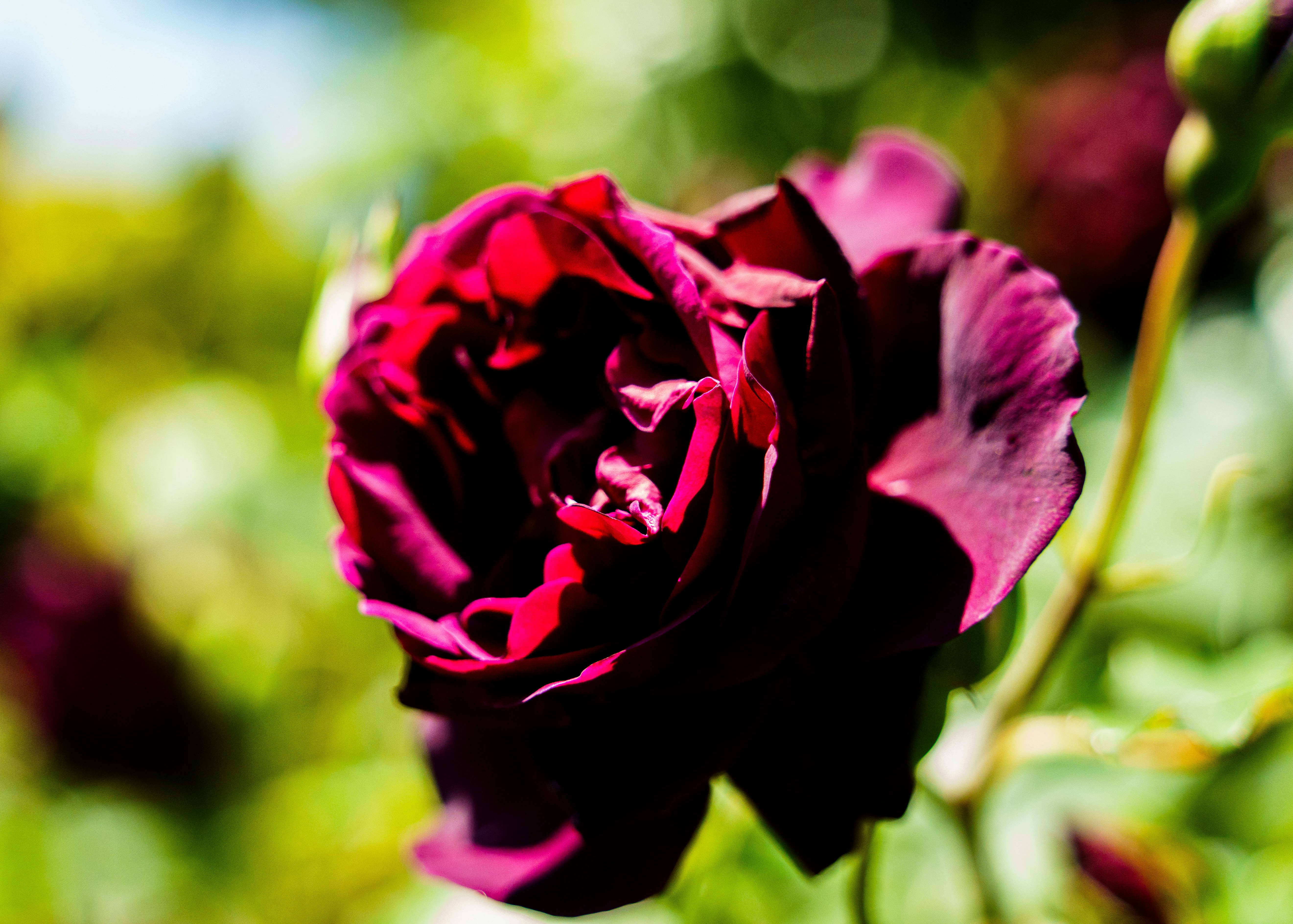 Photo by kent_shimazaki