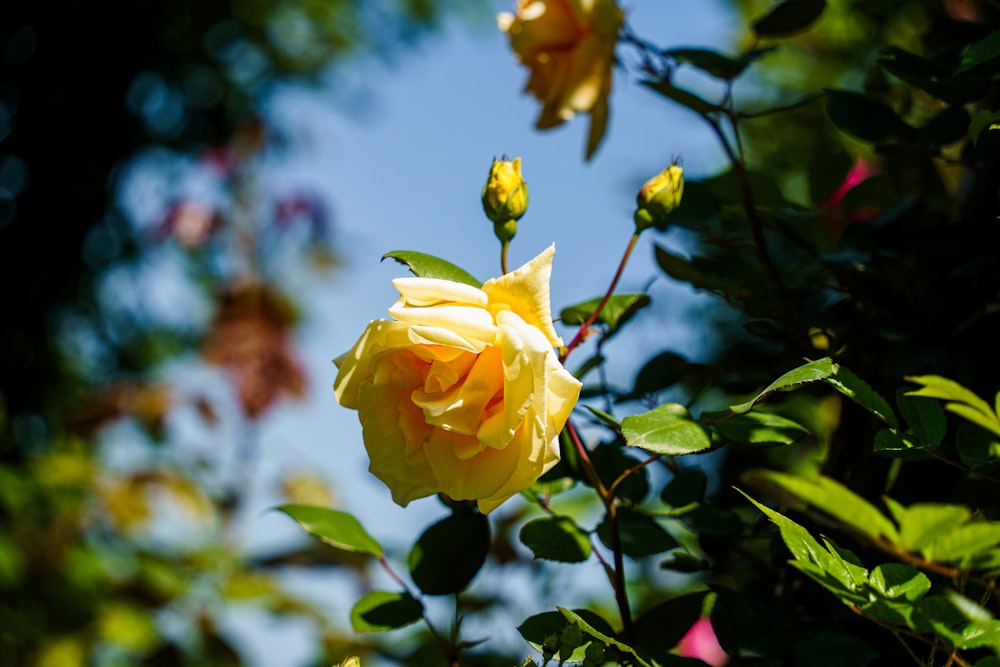 a yellow rose is blooming on a sunny day