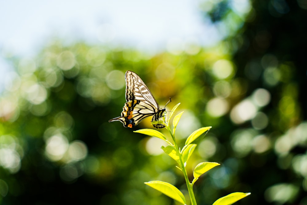 a butterfly sitting on top of a green plant