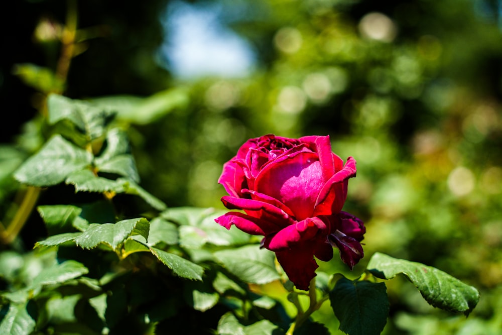 Una rosa roja florece en un jardín