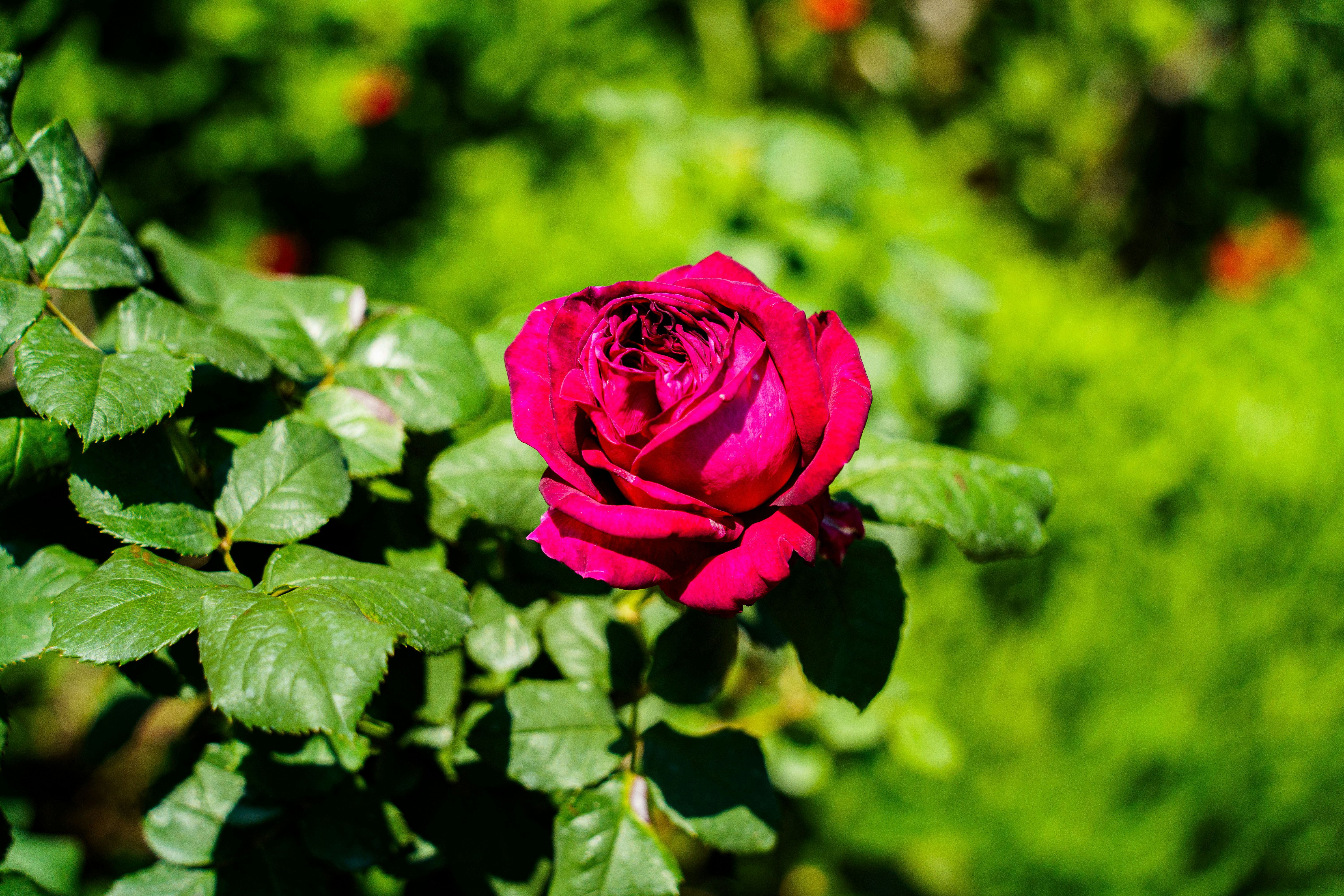 Photo by kent_shimazaki