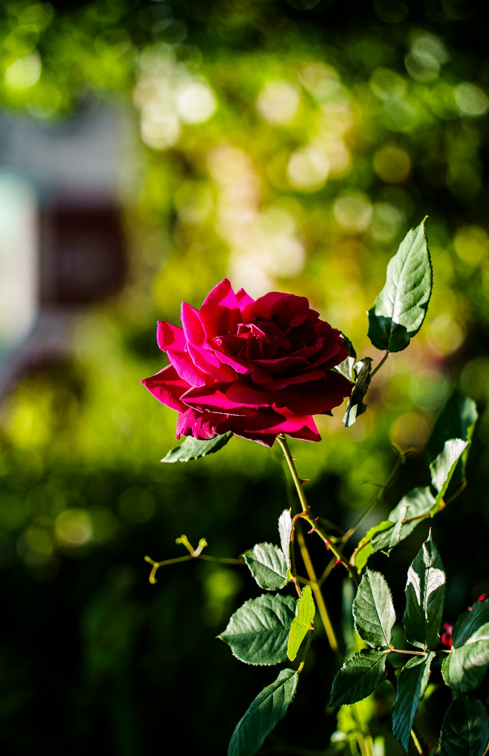Una sola rosa roja florece en un jardín