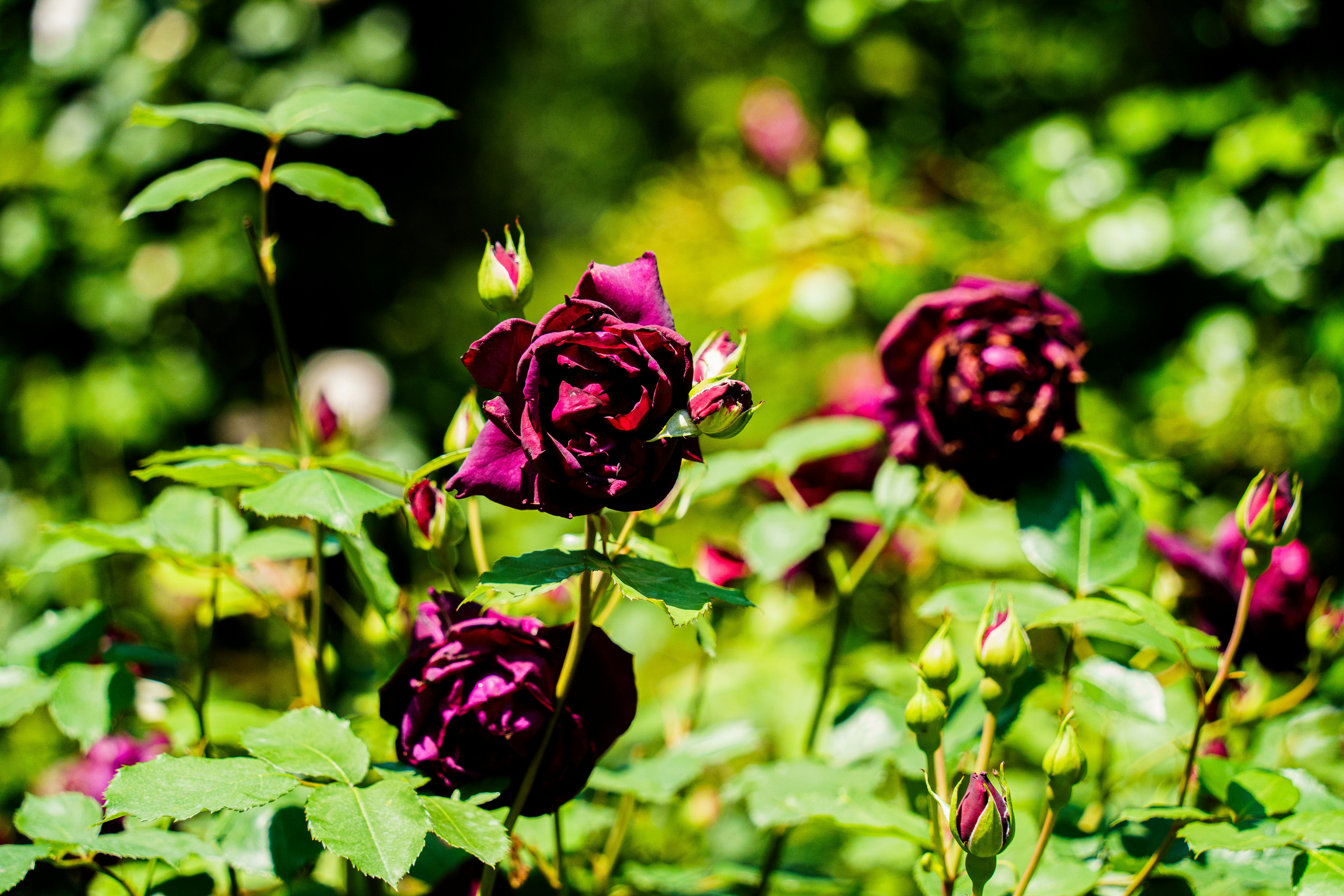 Photo by kent_shimazaki