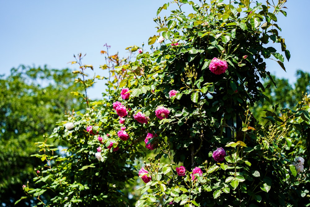 a bush with pink flowers and green leaves