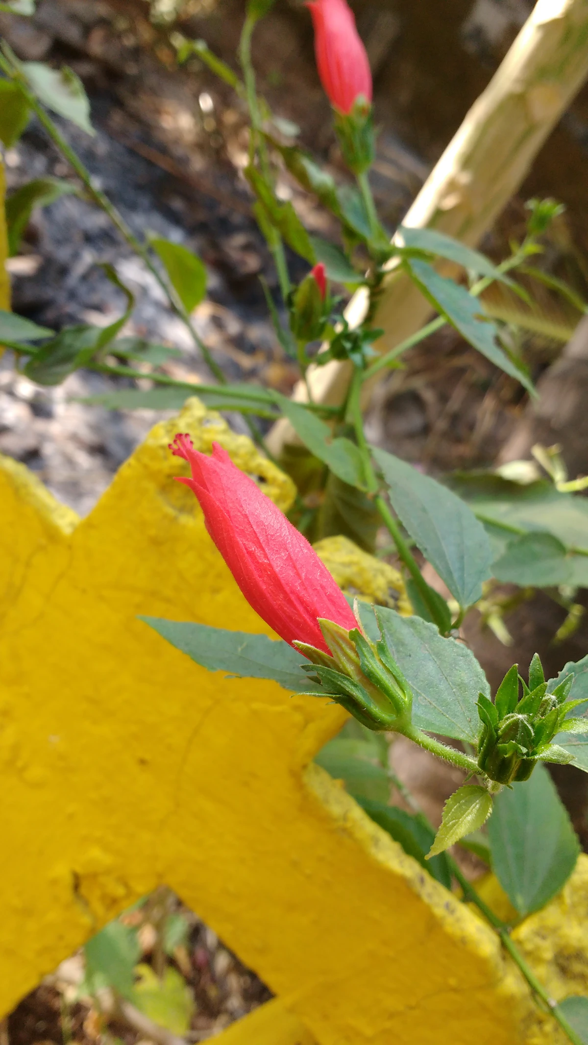 Red hibiscus in warm sun among tropical leaves