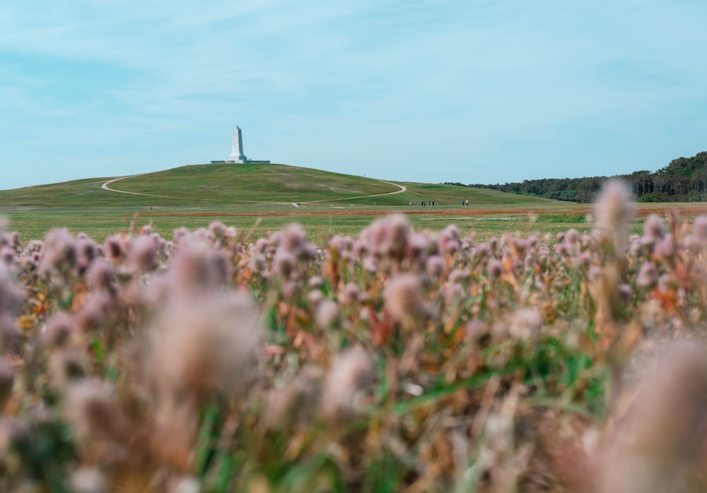 a field of wildflowers in front of a hill