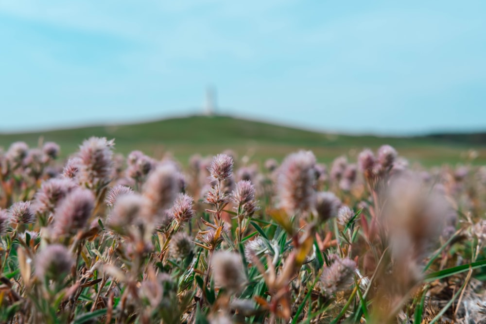 um campo cheio de flores roxas com uma colina ao fundo