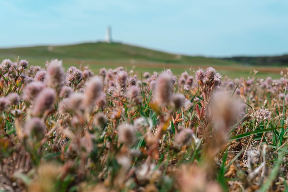 um campo de flores com um farol ao fundo