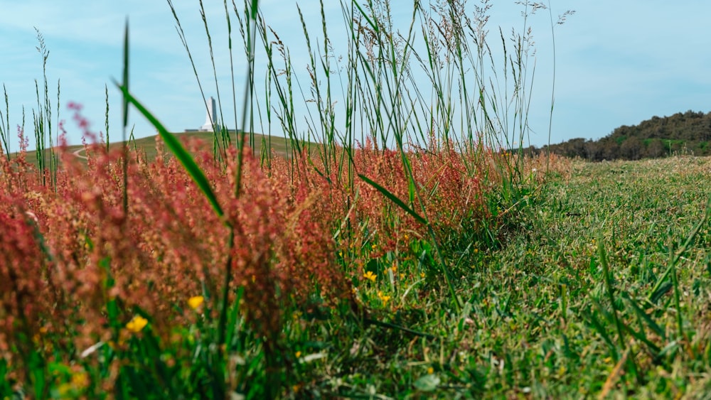 a field with tall grass and yellow flowers