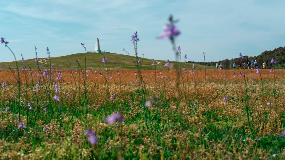 a field with purple flowers and a hill in the background