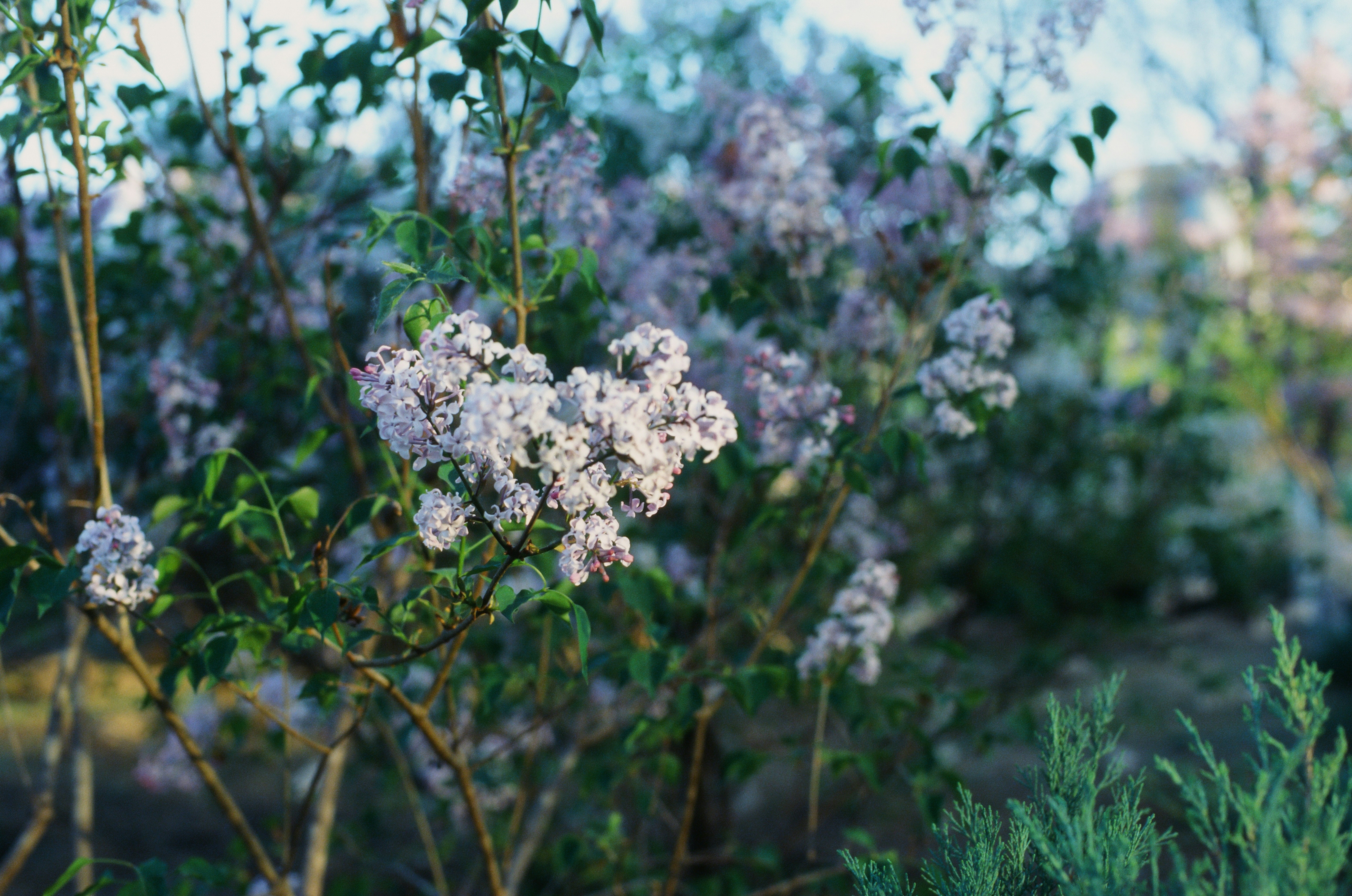 Photo by greedwolf97