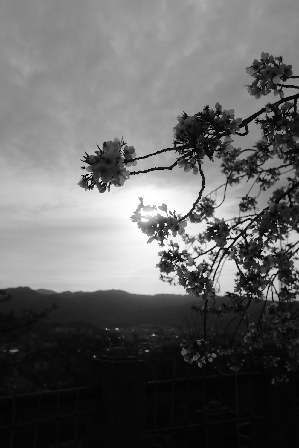 a black and white photo of a tree with the sun in the background