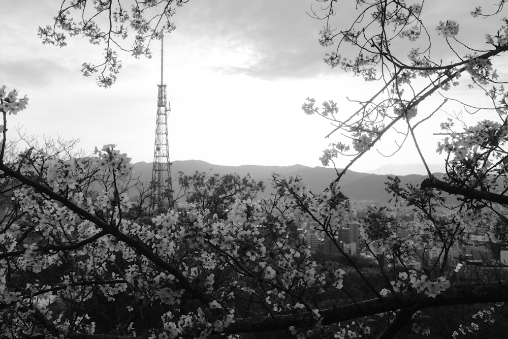a black and white photo of a tree with a radio tower in the background