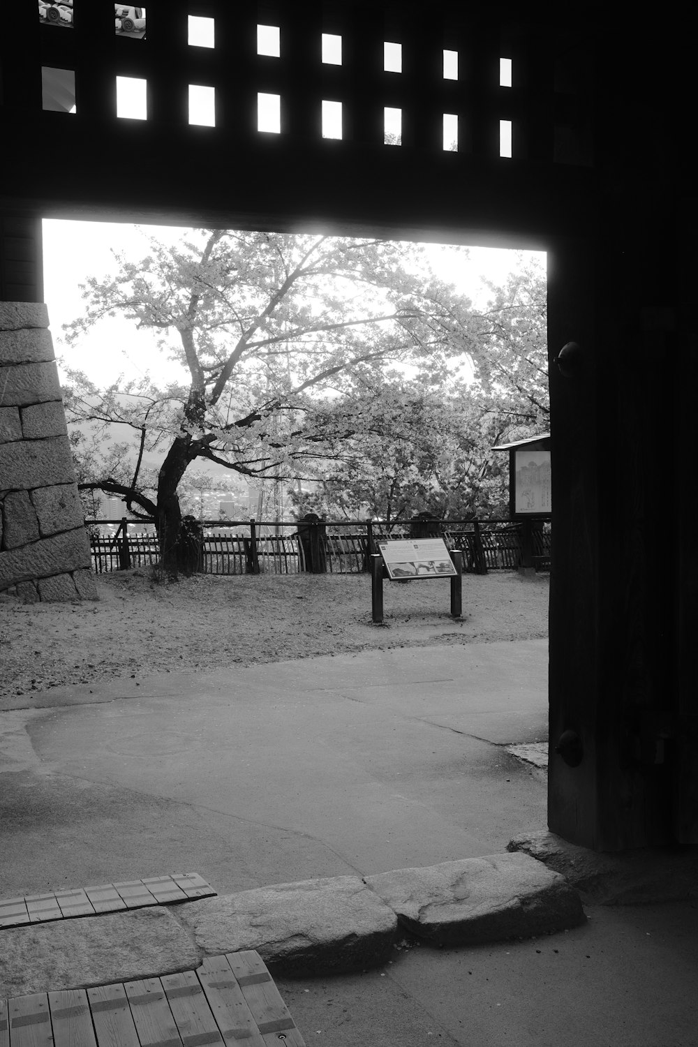 a black and white photo of a tree in a park