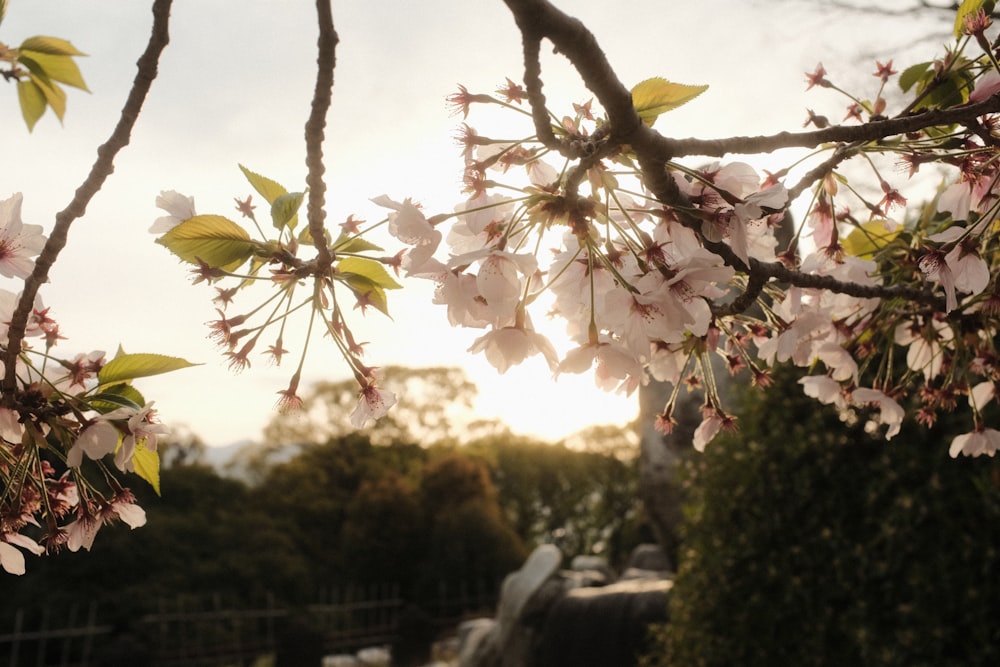 the sun shines through the branches of a blossoming tree