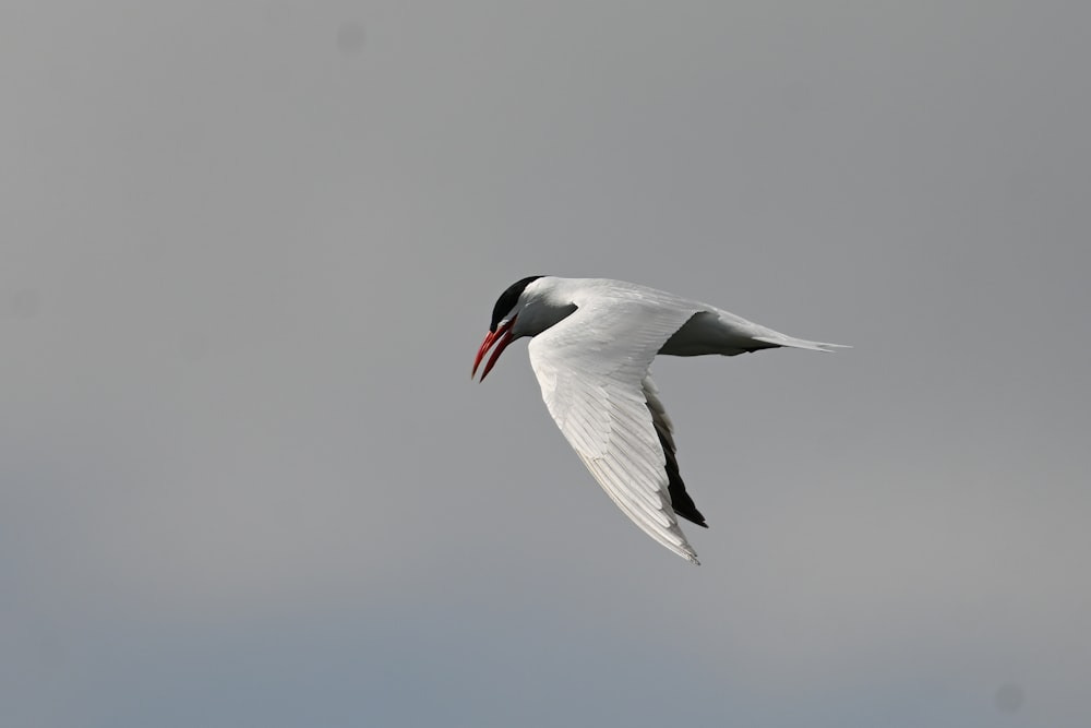 a black and white bird flying through a cloudy sky