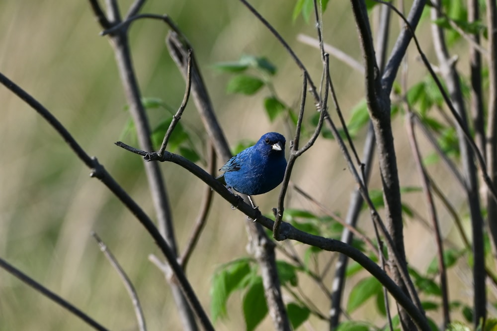 a small blue bird sitting on a tree branch