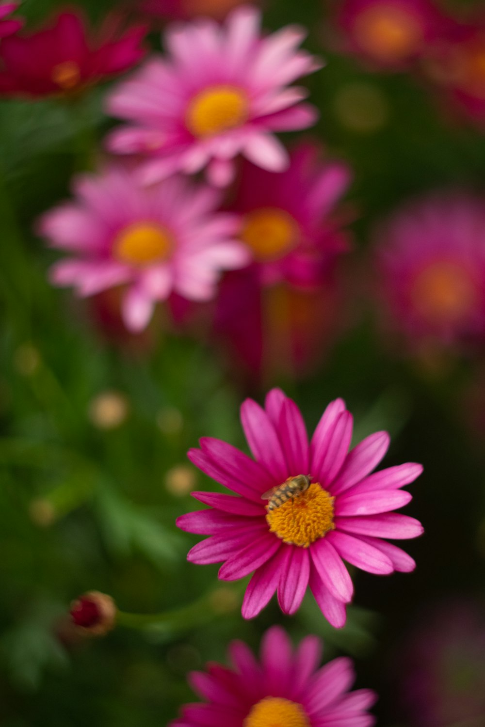 a bee is sitting on a pink flower