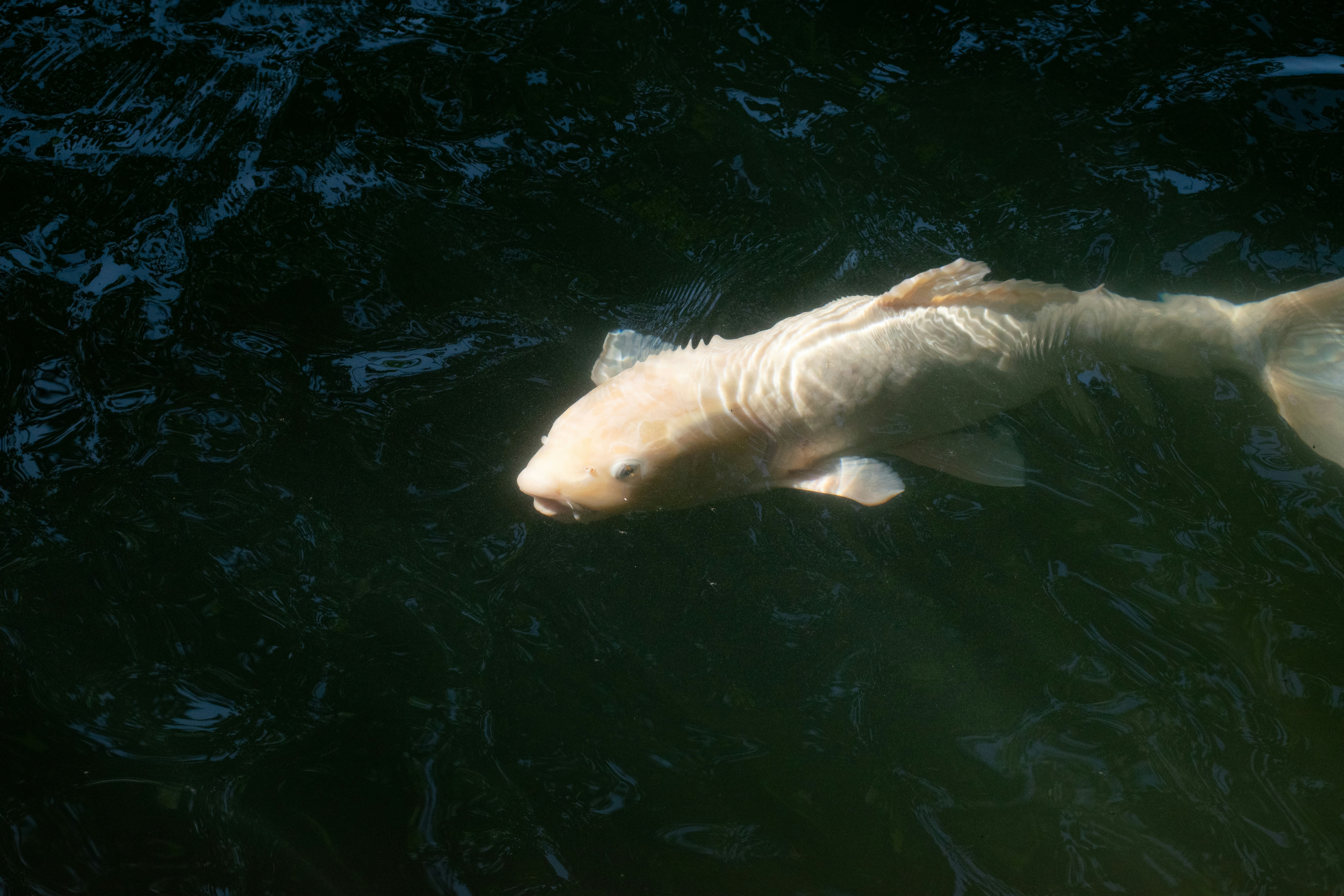 a large white fish floating on top of a body of water