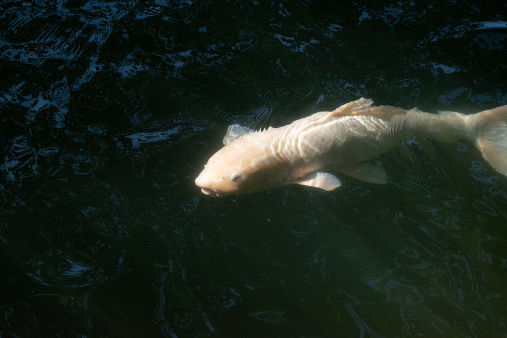 a large white fish floating on top of a body of water