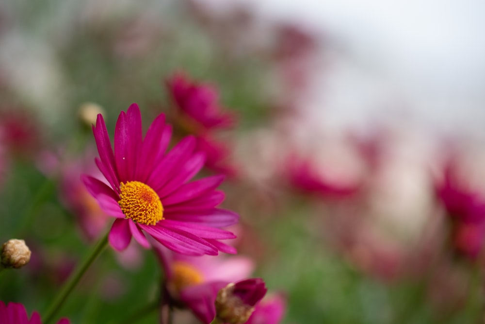 a close up of a pink flower with a blurry background