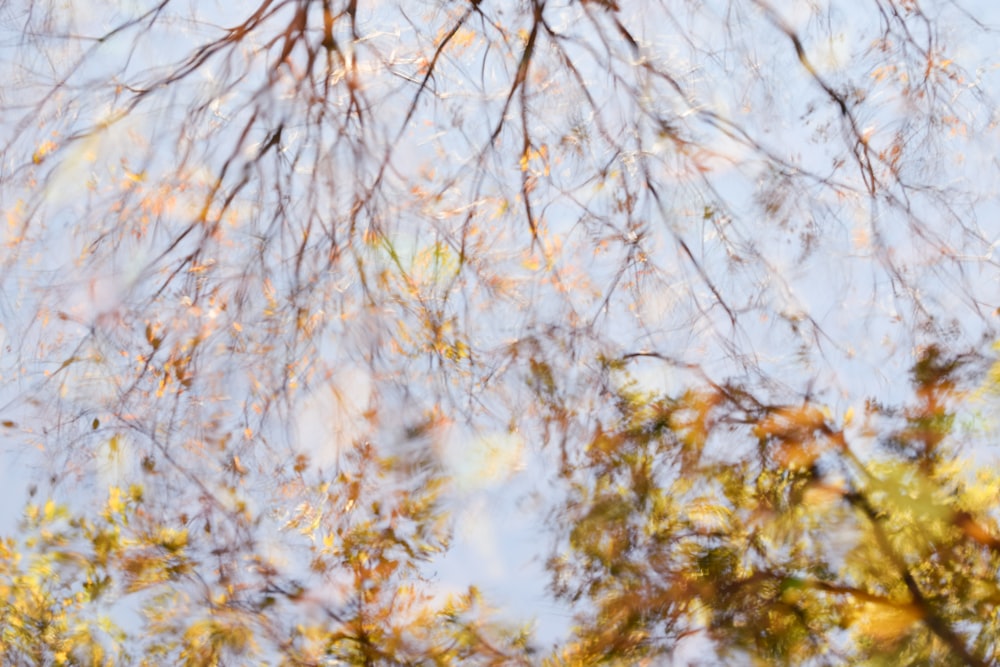 the reflection of trees in a puddle of water