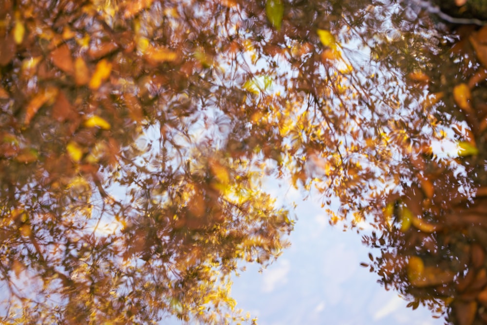 a reflection of a tree in the water