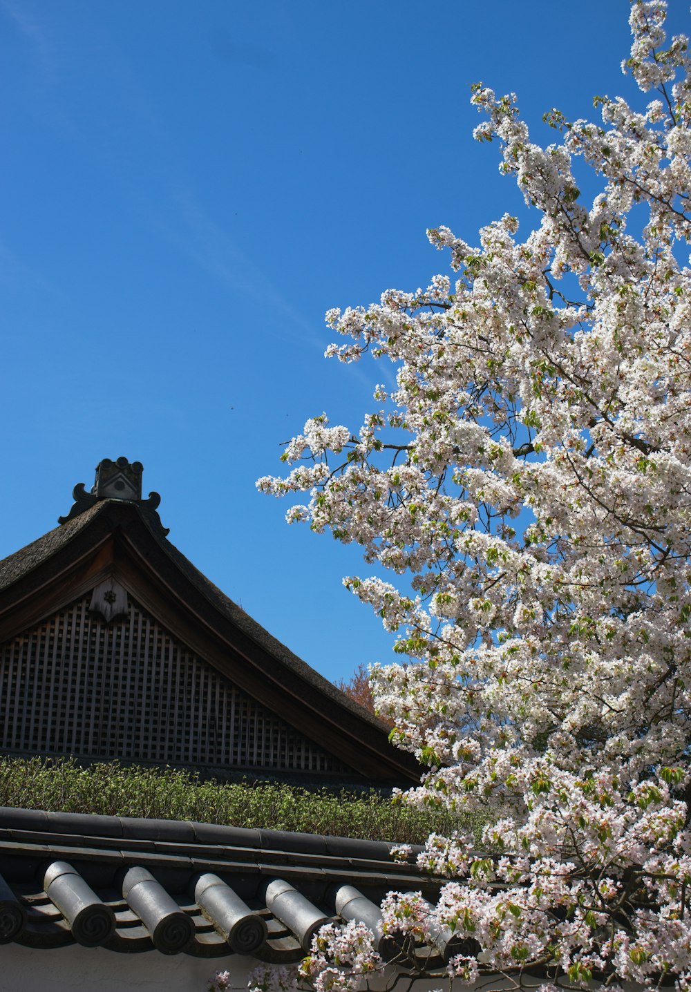 a tree with white flowers in front of a building