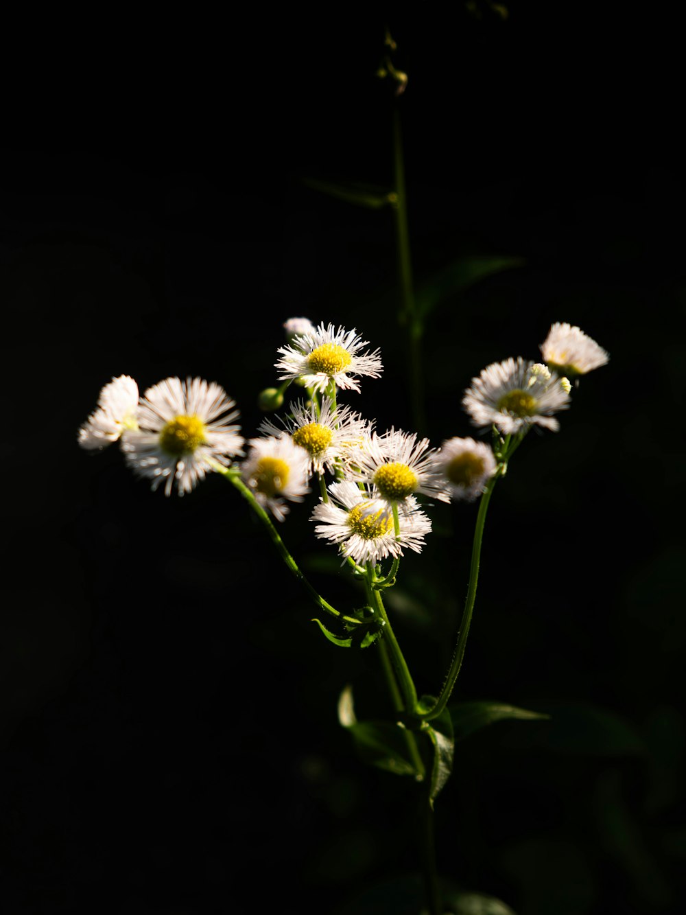 a close up of a bunch of white flowers