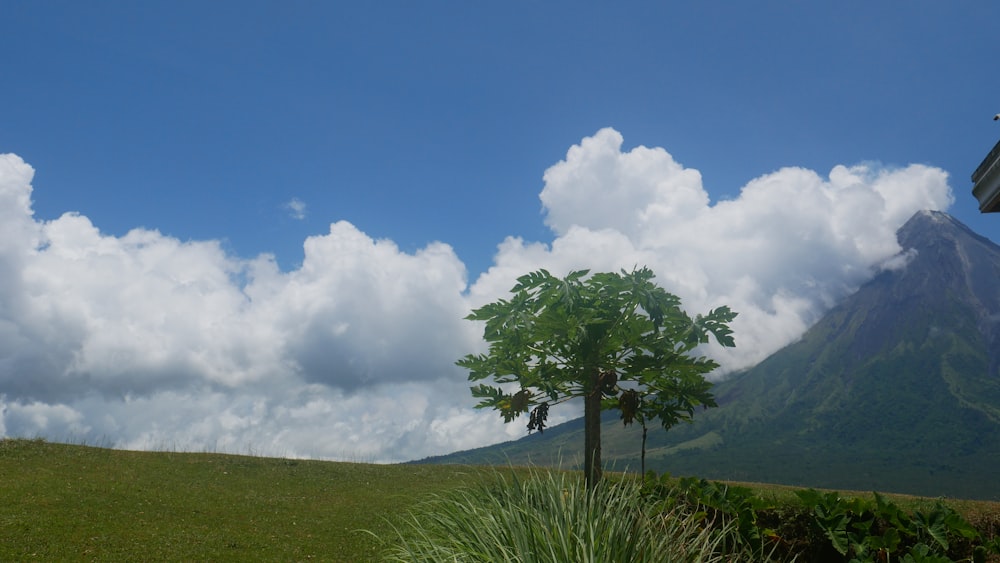 a tree in a field with a mountain in the background