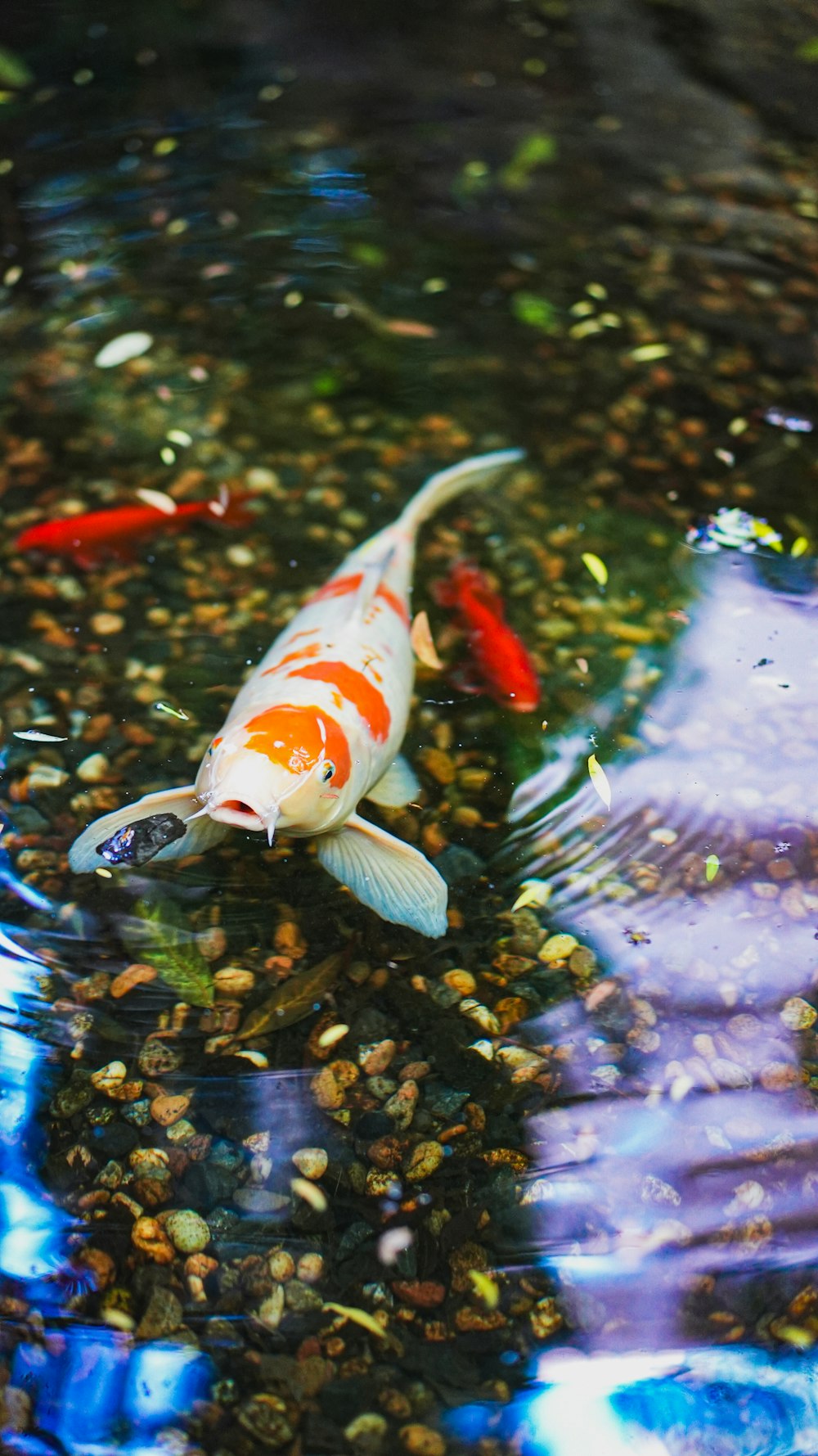 a koi fish swimming in a pond of water
