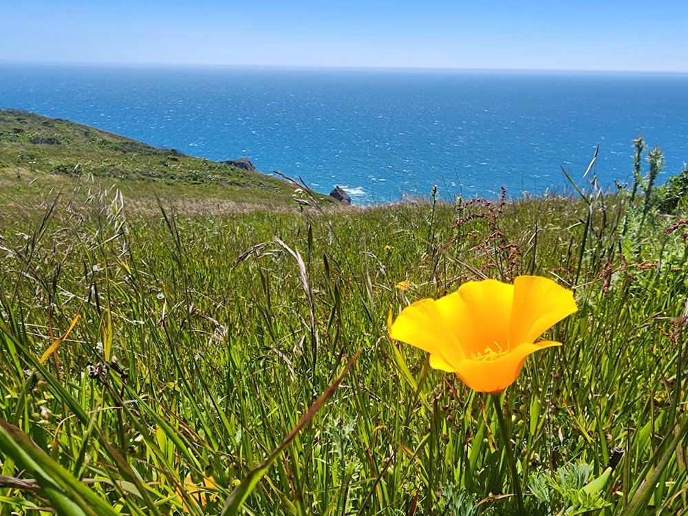 a yellow flower in a grassy field with the ocean in the background