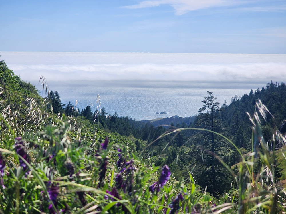 a view of the ocean from the top of a hill