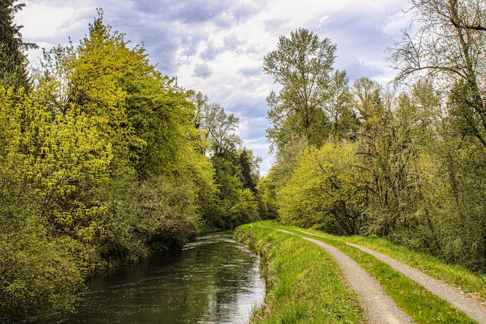 ein Fluss, der durch einen üppig grünen Wald fließt