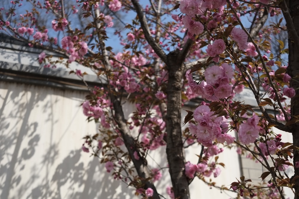 a tree with pink flowers in front of a building