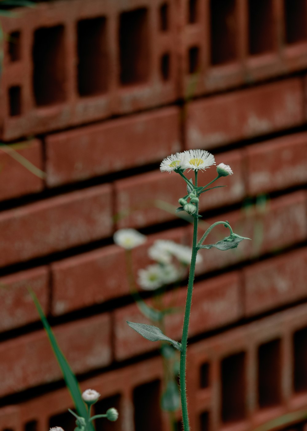a white flower in front of a red brick wall