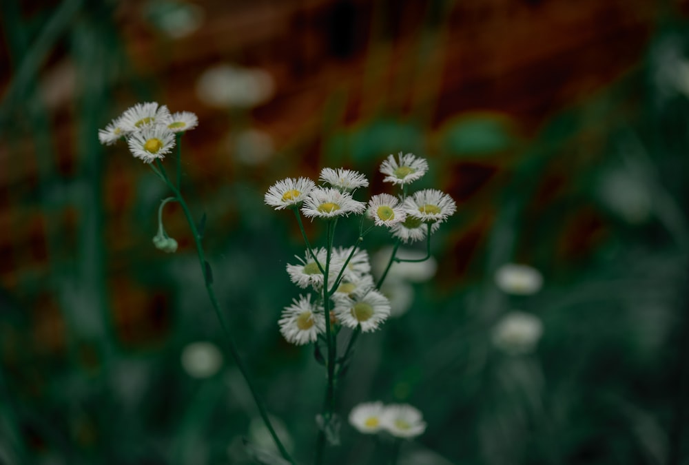 a bunch of white flowers in a field